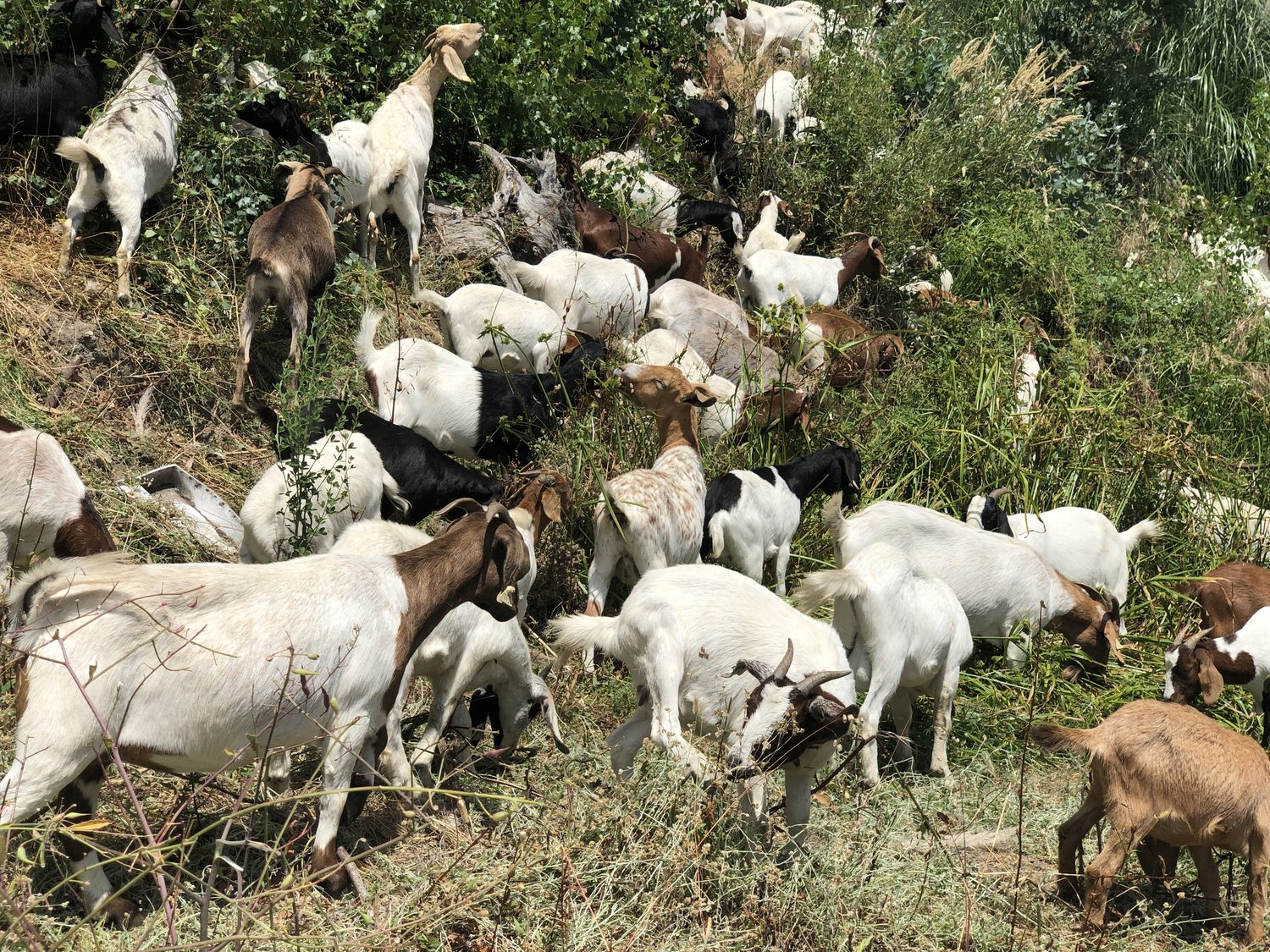 Goats clearing dense brush and blackberry along a fence line