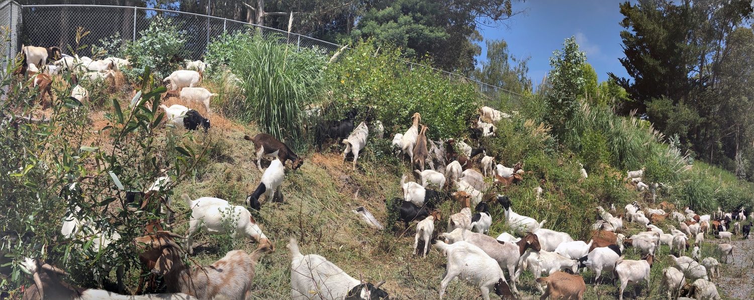 Goats grazing an overgrown hillside garden