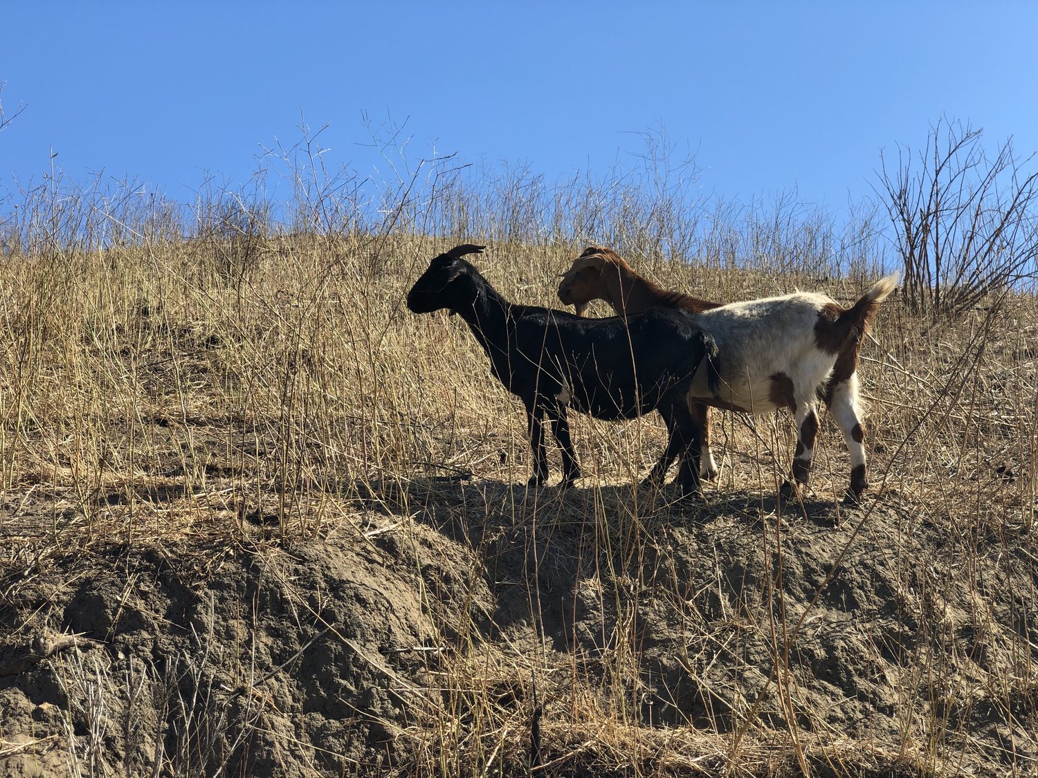 Boer goats on a cleared, fire-safe slope