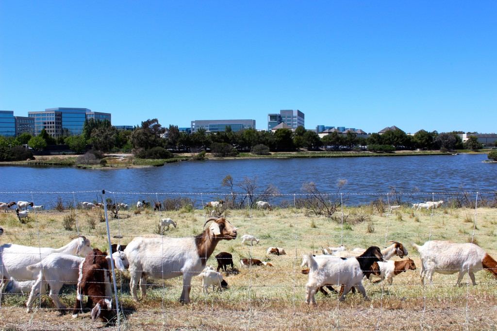 Goat herd clearing brush beside commercial office buildings
