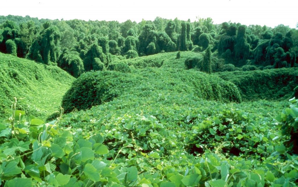 Hillside completely overgrown with dense kudzu vines before goat grazing