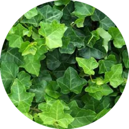 English Ivy — a plant goats readily graze