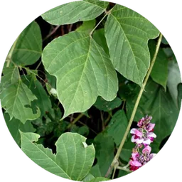 Kudzu — a plant goats readily graze