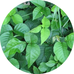 Poison Ivy — a plant goats readily graze