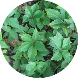 Poison Oak — a plant goats readily graze