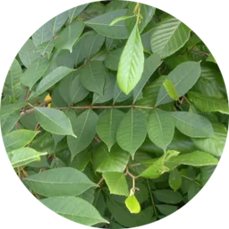 Poison Sumac — a plant goats readily graze