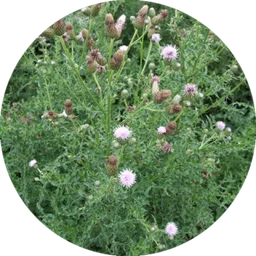Thistle — a plant goats readily graze